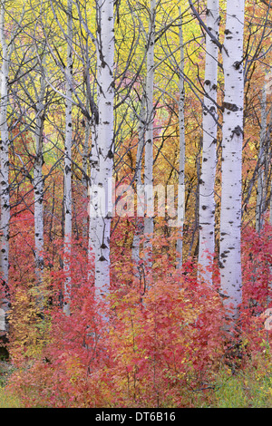 Una foresta di alberi di Aspen in Wasatch Mountains, con impressionante del giallo e del rosso di fogliame di autunno. Foto Stock