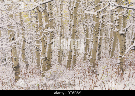 Una foresta di alberi di Aspen in Wasatch Mountains, con corteccia bianco. Copertura di neve sul terreno. Foto Stock