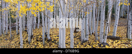 Il Dixie National Forest con aspen alberi in autunno. Corteccia di colore bianco e giallo fogliame sui rami e caduti a terra. Foto Stock