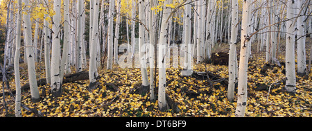Il Dixie National Forest con aspen alberi in autunno. Corteccia di colore bianco e giallo fogliame sui rami e caduti a terra. Foto Stock