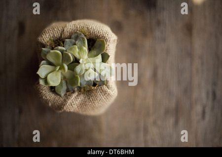 Un piccolo piante succulente in un contenitore coperto con hessian o tela, su di un tavolo da pranzo. Foto Stock