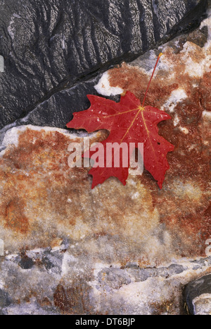 Un ricco autunno rosso maple leaf, posato su una pietra piatta ricoperta di lichene marrone. Foto Stock