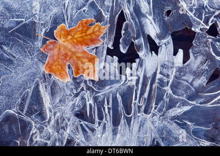 Un marrone Foglia di acero, congelati e smerigliati, giacente su una lastra di ghiaccio, con modelli di frastagliate di brina e cristalli di ghiaccio. Foto Stock