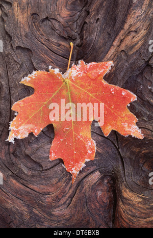 Un satinato marrone rosso maple leaf, fogliame di autunno con cristalli di ghiaccio intorno al bordo. Un nodose superficie di legno. Foto Stock