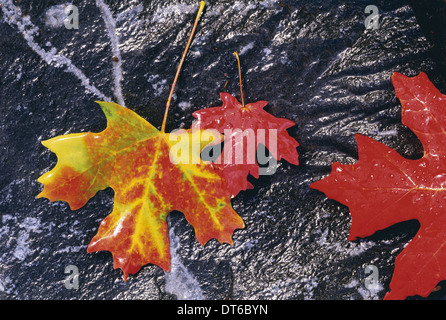 Il fogliame autunnale. Tre foglie di acero in arancione e rosso, prevista su una roccia nera dello sfondo. Foto Stock