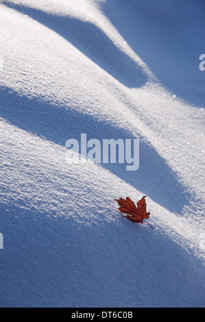 Un rosso autunnale maple leaf giacente sulla neve. Foto Stock