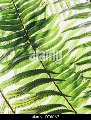 Western spada felce, un battente singolo con foglie distanziate uniformemente il gambo. Polystichum munitum. Foto Stock