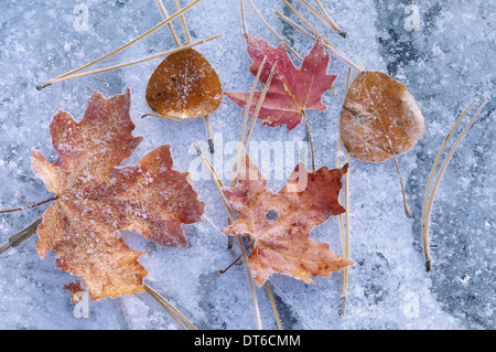 Acero e aspen le foglie in autunno. Marrone e rosso colori foglia. Steso su un effetto smerigliato superficie di ghiaccio. Foto Stock