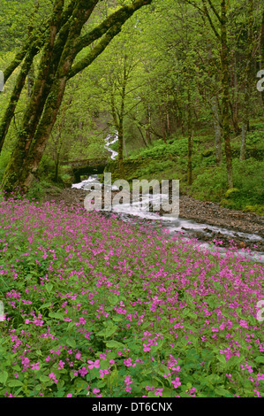 Wahkeena Falls è una cascata in gole del fiume Columbia nello stato di Oregon. Molla di rosa fiori selvatici. Foto Stock