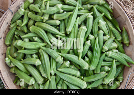 Raccolte Okra nel cestello 'Abelmoschus esculentus', Riverside County, California. Foto Stock