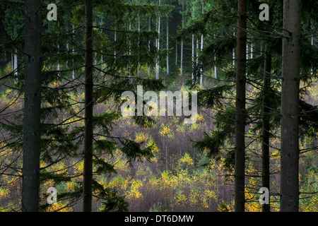Bosco misto che mostra alberi di pino sulla pendenza e betulle crescente in valle Foto Stock