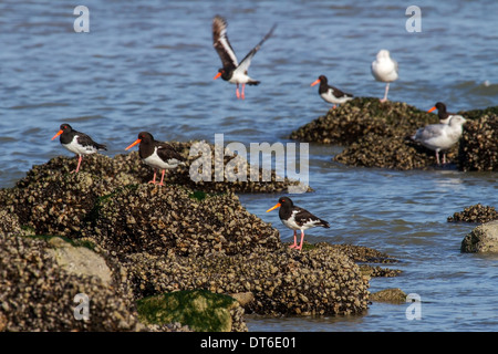 Beccacce di mare / Pied Oystercatcher (Haematopus ostralegus) appoggiato sul letto di cozze con la bassa marea lungo la costa del Mare del Nord Foto Stock