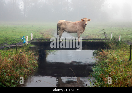 Curioso mucca sul ponte sul fosso su terreni agricoli in polder Foto Stock