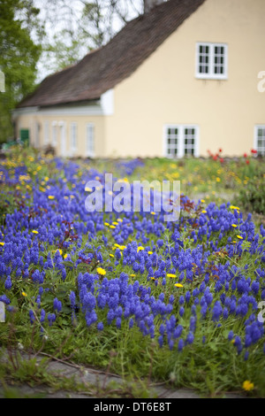 Una vecchia casa con una rosa pallido esterno dipinto di parete. Giardino di piante e fiori. Blu brillante miscanthus i bulbi. Foto Stock