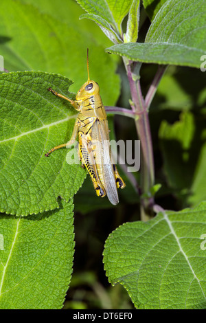 Il Grasshopper è un insetto del sottordine Caelifera nell'ordine Orthoptera Foto Stock