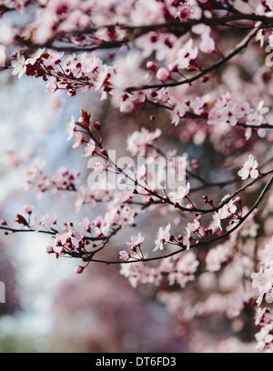 Ornamentali fioritura susino. Fiore rosa sui rami. La molla di Seattle Foto Stock