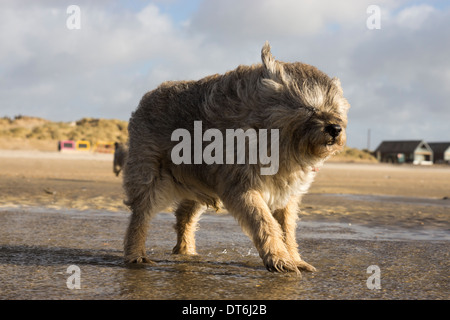 Border terrier Camber Sands tempesta di vento tempestoso Foto Stock