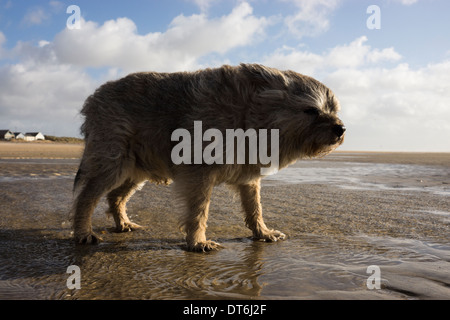 Border terrier Camber Sands tempesta di vento tempestoso Foto Stock