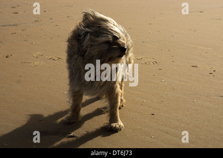 Border terrier Camber Sands tempesta di vento tempestoso Foto Stock