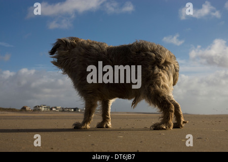 Border terrier Camber Sands tempesta di vento tempestoso Foto Stock