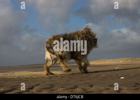 Border terrier Camber Sands tempesta di vento tempestoso Foto Stock