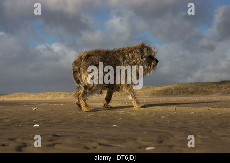 Border terrier Camber Sands tempesta di vento tempestoso Foto Stock