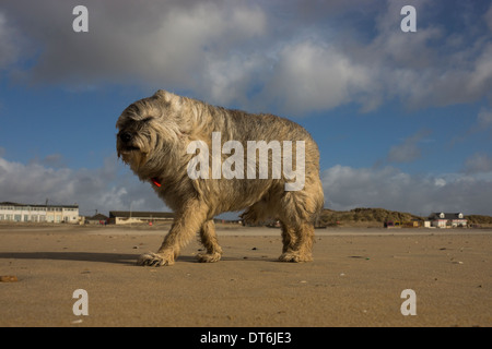 Border terrier Camber Sands tempesta di vento tempestoso Foto Stock