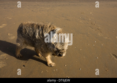 Border terrier Camber Sands tempesta di vento tempestoso Foto Stock