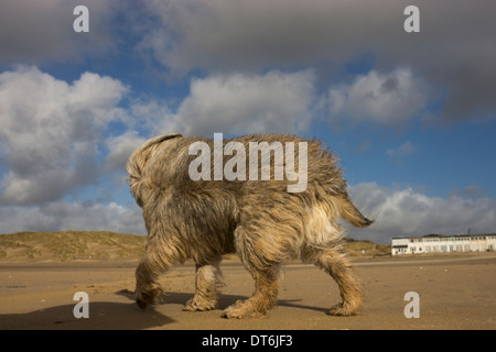 Border terrier Camber Sands tempesta di vento tempestoso Foto Stock