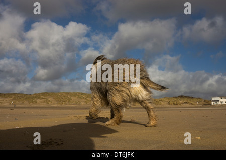 Border terrier Camber Sands tempesta di vento tempestoso Foto Stock