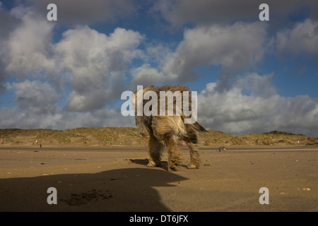 Border terrier Camber Sands tempesta di vento tempestoso Foto Stock