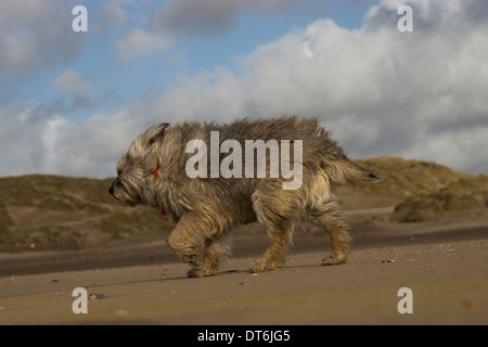 Border terrier Camber Sands tempesta di vento tempestoso Foto Stock