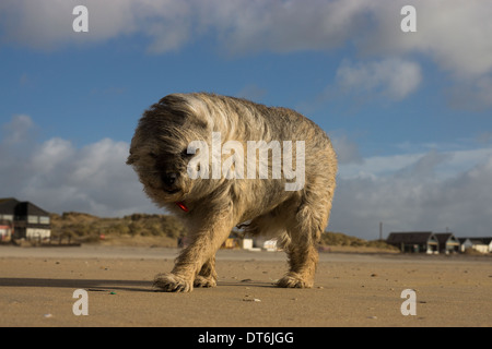 Border terrier Camber Sands tempesta di vento tempestoso Foto Stock