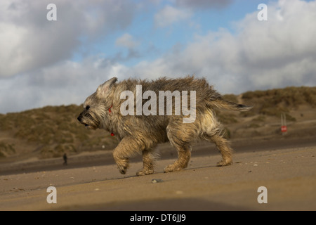 Border terrier Camber Sands tempesta di vento tempestoso Foto Stock