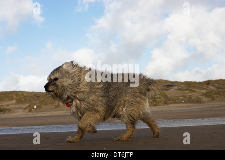 Border terrier Camber Sands tempesta di vento tempestoso Foto Stock