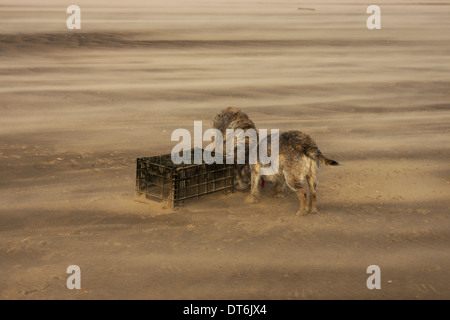 Border terrier Camber Sands tempesta di vento tempestoso Foto Stock