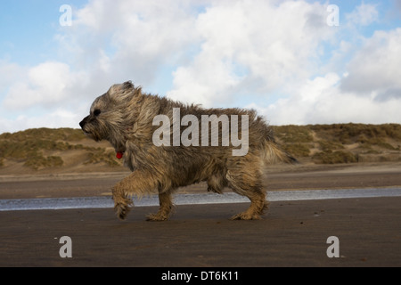 Border terrier Camber Sands tempesta di vento tempestoso Foto Stock