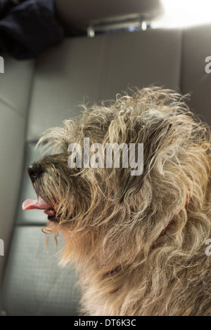 Border terrier cane cani seduto a guardare di posa Foto Stock