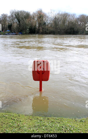 Lower Sunbury, Surrey, Inghilterra, Regno Unito. Il 10 febbraio 2014. Dopo le eccezionali livelli di pioggia in tutto il Regno Unito, il fiume Tamigi ha scoppiare le sue banche in molti luoghi in Surrey. Qui in Lower Sunbury il Tamigi questa vita cinghia è parzialmente immerso nel rapido fluire l'acqua. Credito: Julia Gavin/Alamy Live News Foto Stock