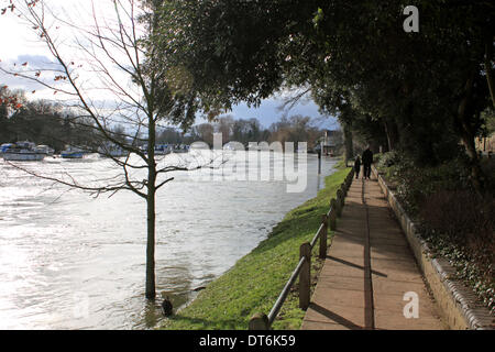 Lower Sunbury, Surrey, Inghilterra, Regno Unito. Il 10 febbraio 2014. Dopo le eccezionali livelli di pioggia in tutto il Regno Unito, il fiume Tamigi ha scoppiare le sue banche in molti luoghi in Surrey. Qui in Lower Sunbury il Tamigi questo albero è parzialmente immerso nel rapido fluire l'acqua. Credito: Julia Gavin/Alamy Live News Foto Stock