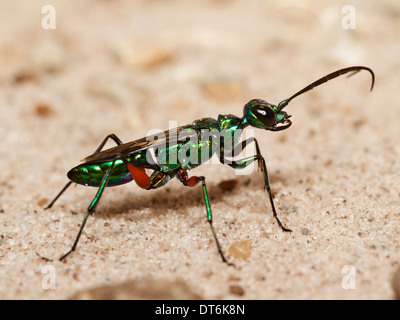 Gioiello wasp (Ampulex compressa) Foto Stock