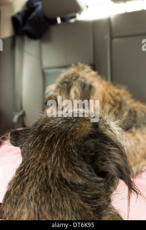 Border terrier cane cani seduto a guardare di posa Foto Stock