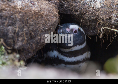 Un magellanic penguin del peering fuori della sua tana. Foto Stock