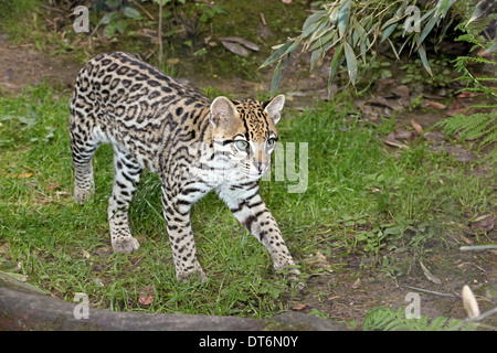Ocelot (da Leopardo pardalis) camminando in una foresta pluviale tropicale Foto Stock