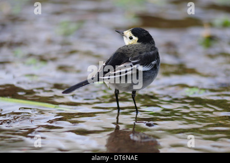 Un pied wagtail in piedi in acqua REGNO UNITO Foto Stock