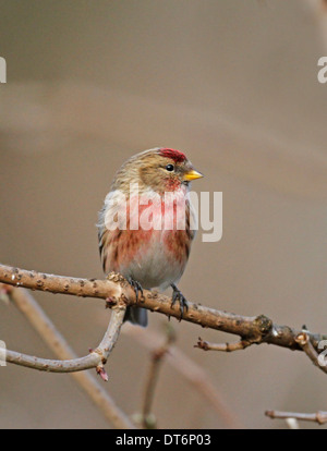 Redpoll (Carduelis flammea) Foto Stock