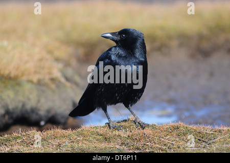 Un carrion crow REGNO UNITO Foto Stock