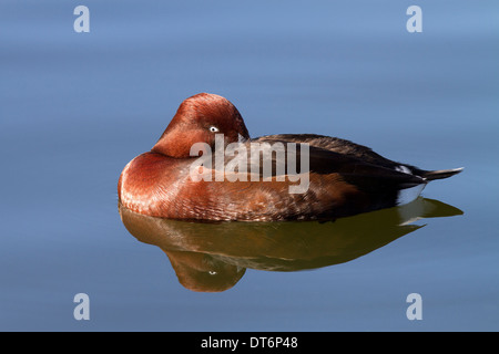 Moretta tabaccata, Aythya nyroca appoggiata Foto Stock