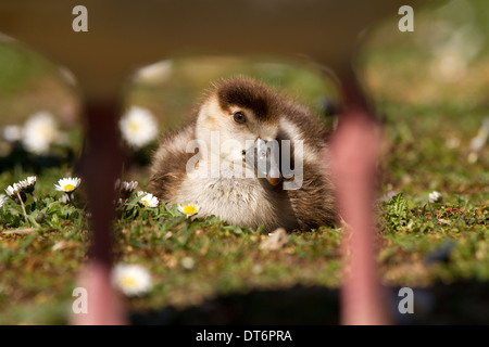 Oca egiziana, Alopochen aegyptiacus gosling Foto Stock