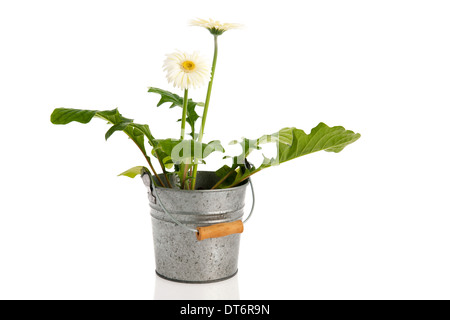 Gerber pianta con i fiori bianchi a benna Foto Stock